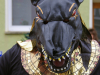IMGP4583-PS