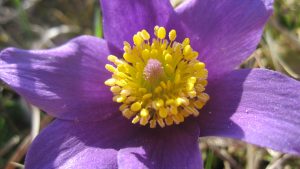 Frühlingsspaziergang zu den Küchenschellen